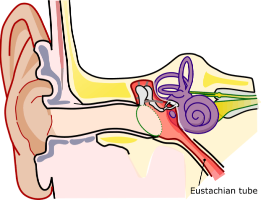 Eustachian tube sales and tinnitus
